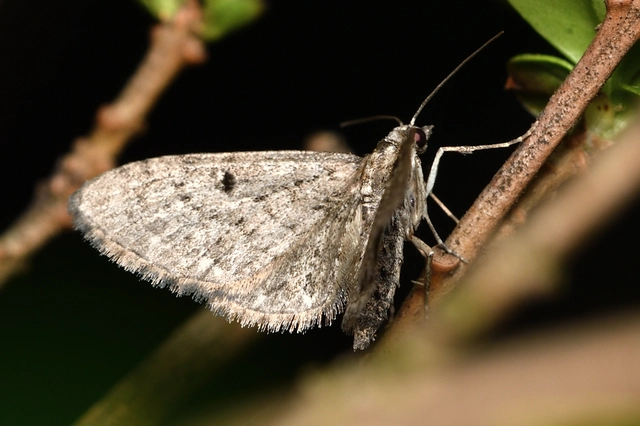 Eupithecia virgaureata - aranyvessző-törpearaszoló