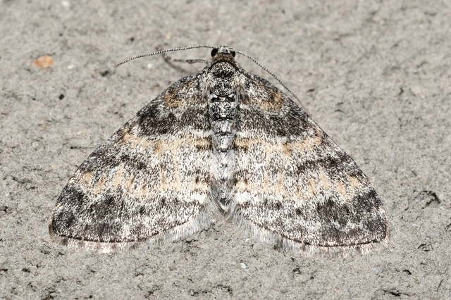 Lobophora halterata - szárnyfüggelékes araszoló