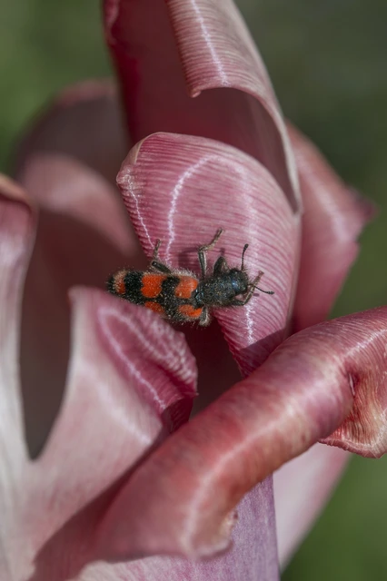 Trichodes favarius - hatfoltos méhészbogár Trichodes favarius - hatfoltos méhészbogár