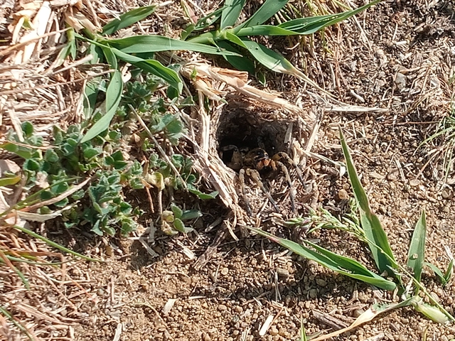 Geolycosa vultuosa - pokoli cselőpók