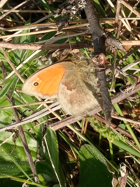 Coenonympha pamphilus - kis szénalepke