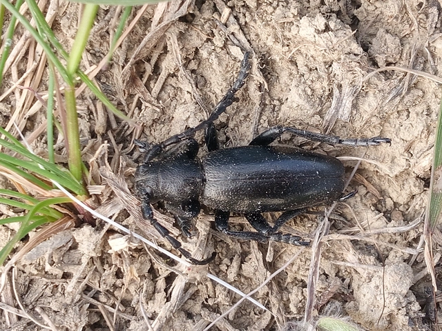 Dorcadion aethiops - fekete gyalogcincér