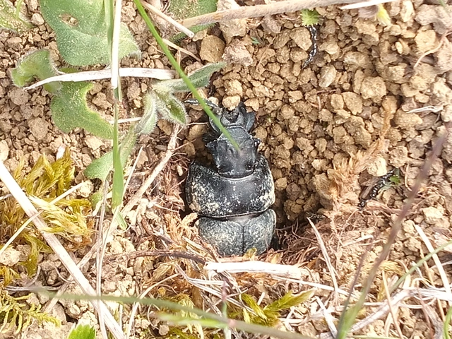 Lethrus apterus - nagyfejű csajkó