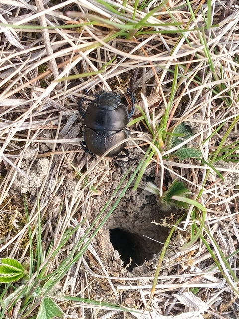 Lethrus apterus - nagyfejű csajkó