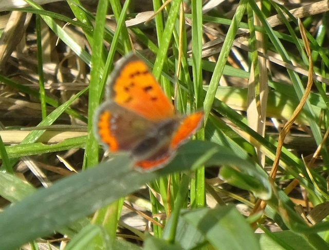 Lycaena phlaeas - közönséges tűzlepke