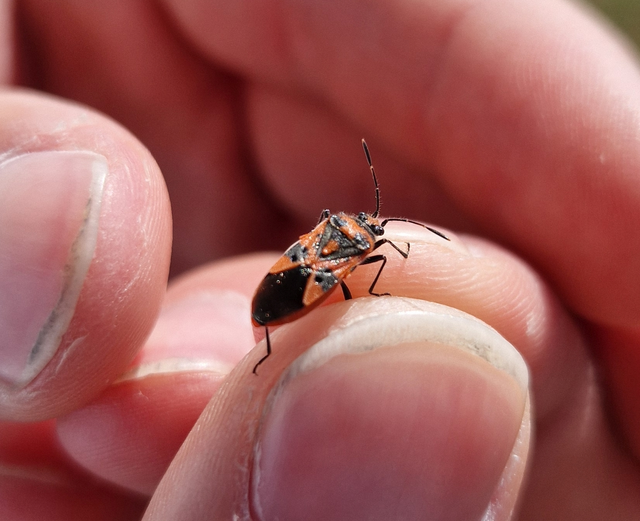 Corizus hyoscyami - piros karimáspoloska