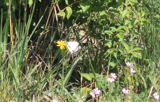 Pieris rapae - répalepke