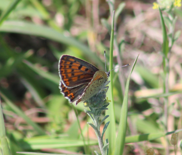 Lycaena tityrus - barna tűzlepke