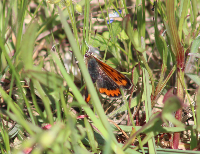 Lycaena phlaeas - közönséges tűzlepke