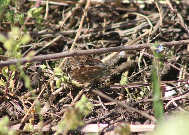 Carcharodus alceae - mályva-busalepke