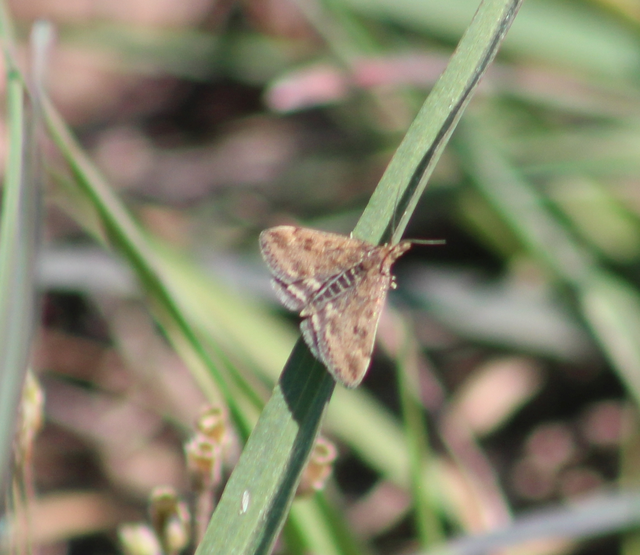 Pyrausta despicata - réti bíbormoly