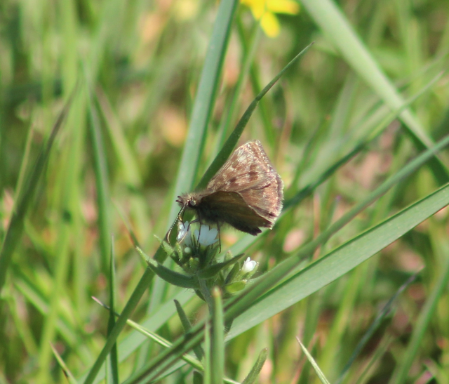 Erynnis tages - cigánylepke