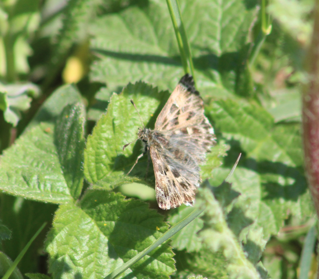 Carcharodus alceae - mályva-busalepke