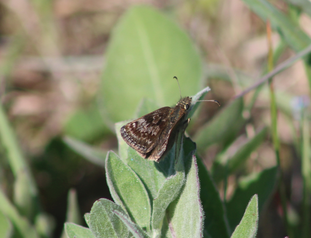 Erynnis tages - cigánylepke