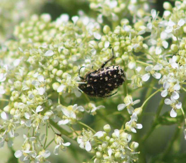 Oxythyrea funesta - sokpettyes virágbogár