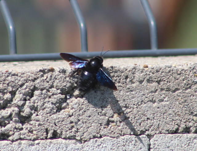 Xylocopa