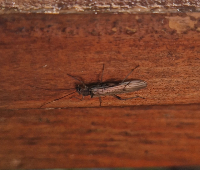 Plecoptera - Álkérészek