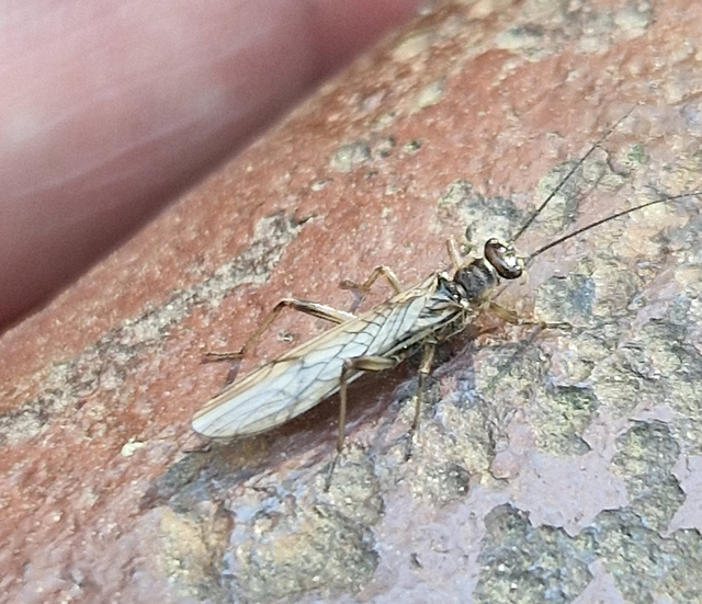 Plecoptera - Álkérészek