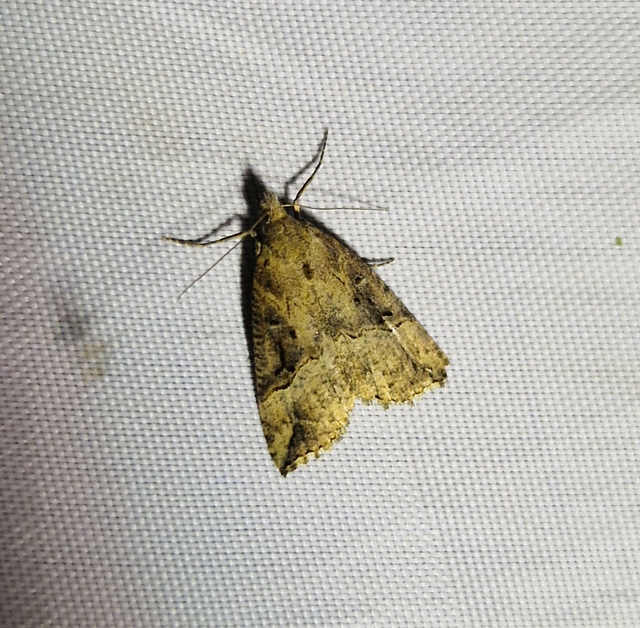 Hypena rostralis - közönséges karcsúbagoly