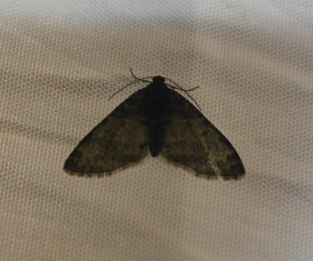 Lobophora halterata - szárnyfüggelékes araszoló