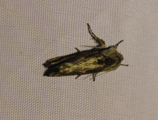 Egira conspicillaris - változékony szürkebagoly