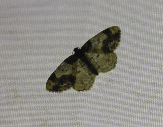 Ligdia adustata - barna levélaraszoló