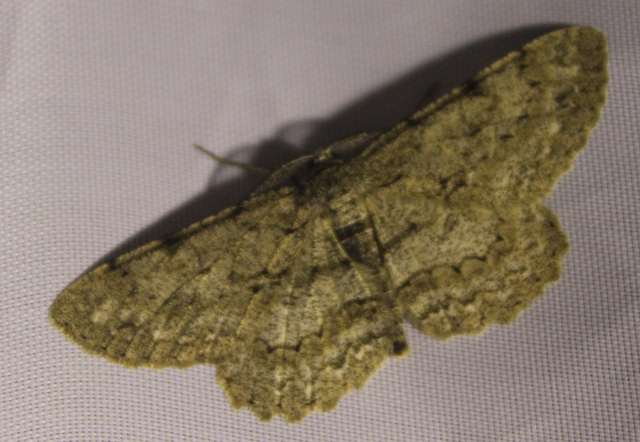 Hypomecis punctinalis - pettyes faaraszoló