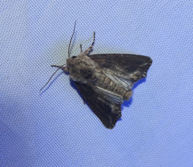 Egira conspicillaris - változékony szürkebagoly