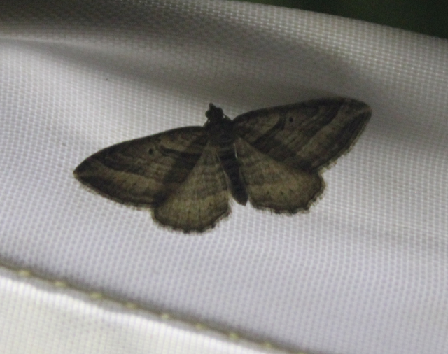 Costaconvexa polygrammata - soksávú araszoló