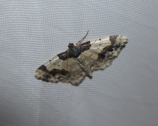 Ligdia adustata - barna levélaraszoló