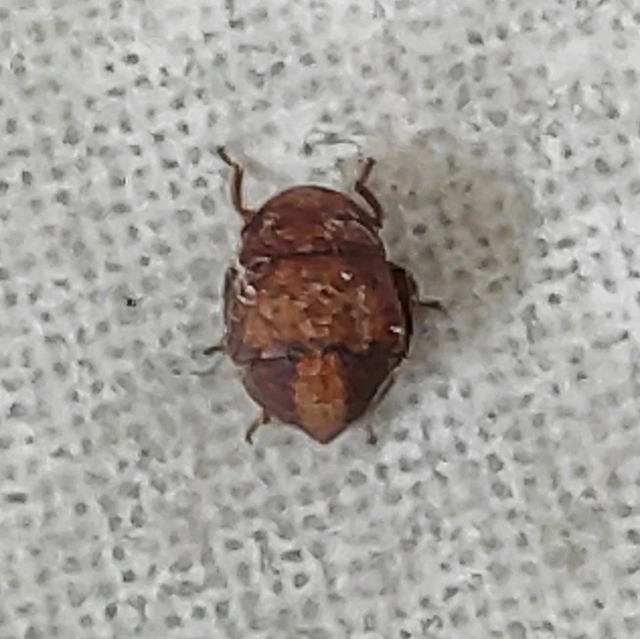 Penthimia nigra - fekete kabóca Penthimia nigra - fekete kabóca