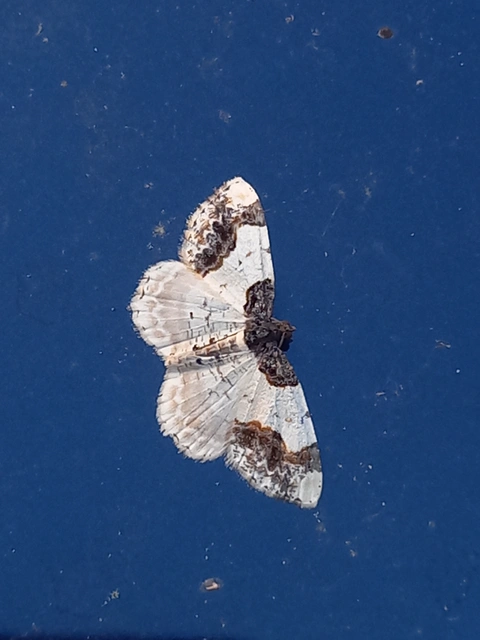 Ligdia adustata - barna levélaraszoló