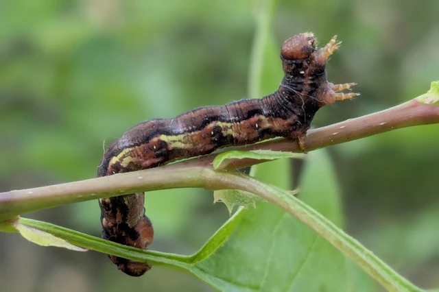 Erannis defoliaria - nagy téliaraszoló
