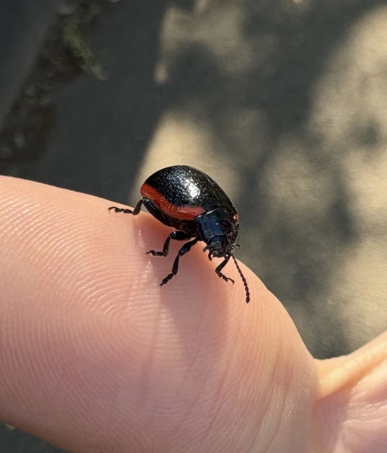 Chrysolina rossia - trapézhátú szegélyeslevelész