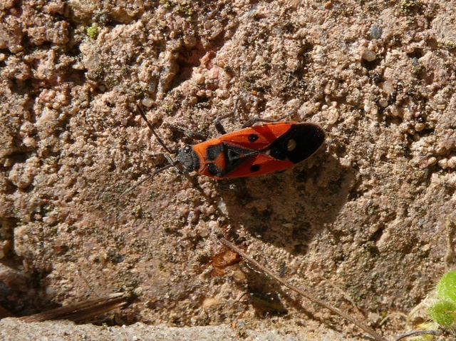 Melanocoryphus albomaculatus - nagy fehérfoltos-bodobács