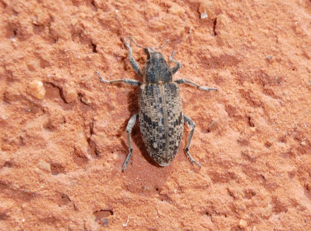 Asproparthenis punctiventris - lisztes répabarkó
