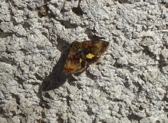 Panemeria tenebrata - apró sárgabagoly