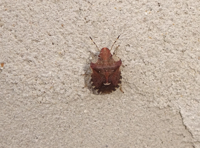 Dyroderes umbraculatus Dyroderes umbraculatus