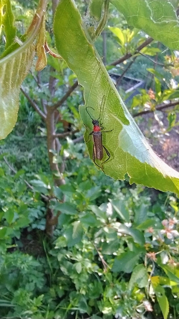 Callimoxys gracilis - frakkos cincér