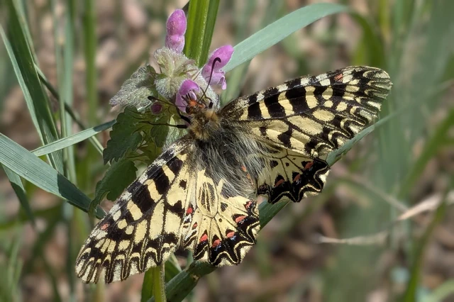Zerynthia polyxena - farkasalmalepke