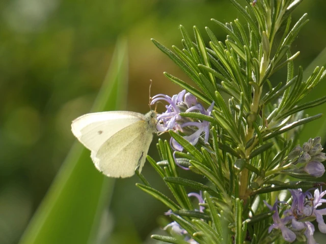 Pieris rapae - répalepke
