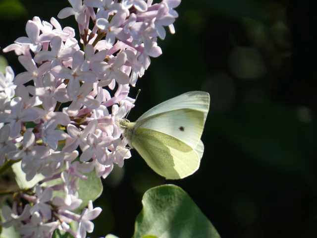 Pieris rapae - répalepke
