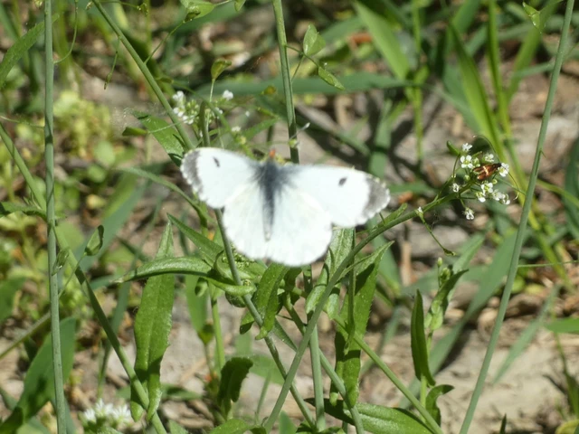Anthocharis cardamines - hajnalpírlepke
