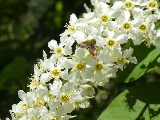 Panemeria tenebrata - apró sárgabagoly