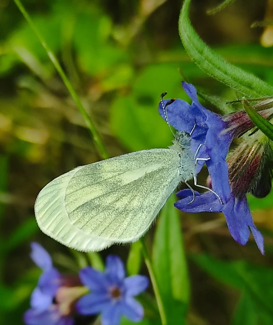 Leptidea sinapis - mustárlepke