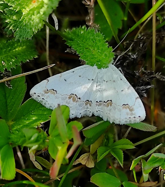 Scopula ornata - díszes fehéraraszoló