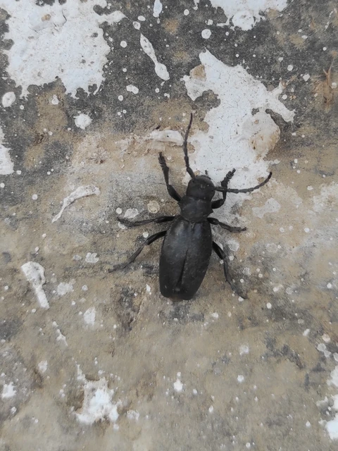Dorcadion aethiops - fekete gyalogcincér