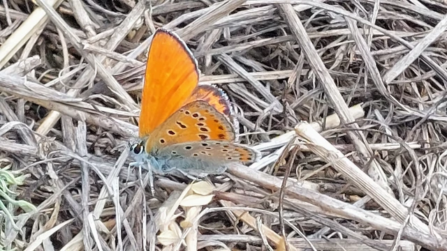 Lycaena thersamon - kis tűzlepke
