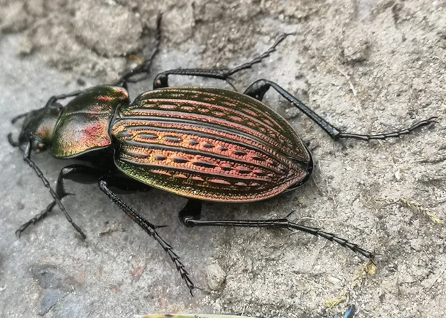 Carabus ulrichii - rezes futrinka Carabus ulrichii - rezes futrinka
