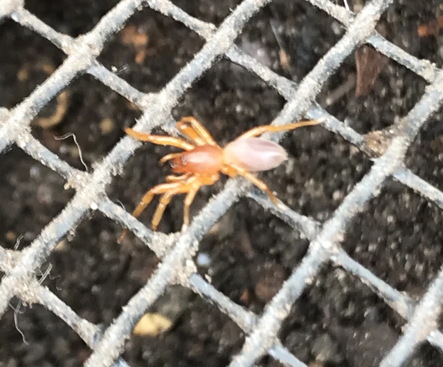 Dysderidae - fojtópókok
